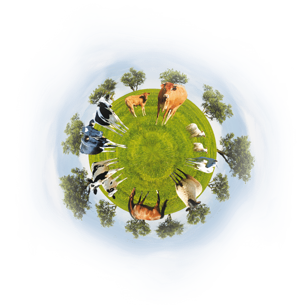 planète animaux
