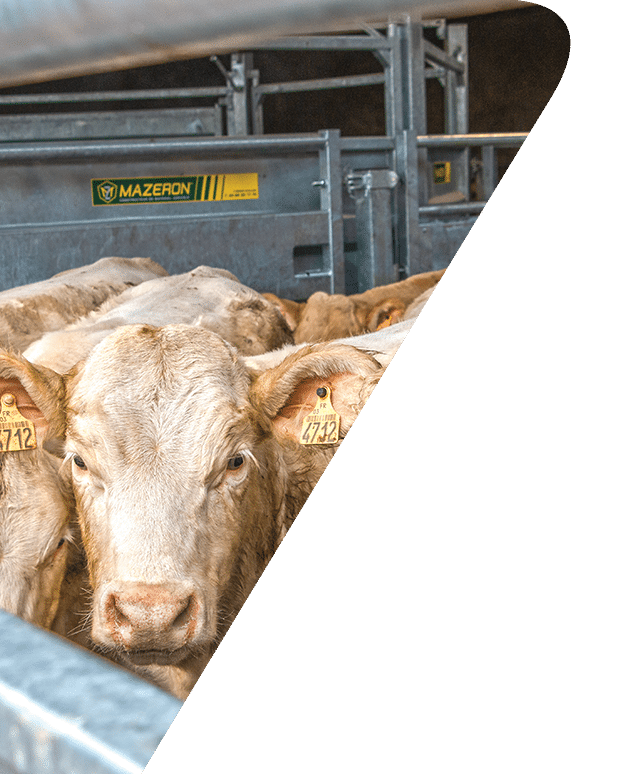 Bovins charolais dans une installation de contention MAZERON