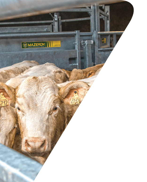 Bovins charolais dans une installation de contention MAZERON